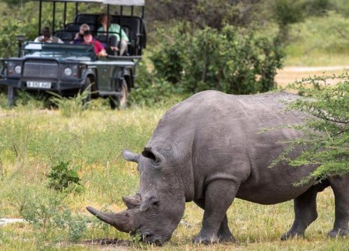 Rhinocéros