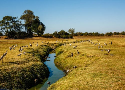 Pourquoi prendre un guide pour votre voyage en Zambie