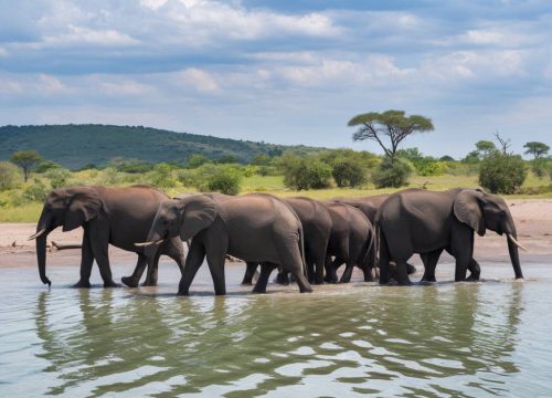 Safari au parc national de Chobe au Botswana : conseils pour voir les éléphants