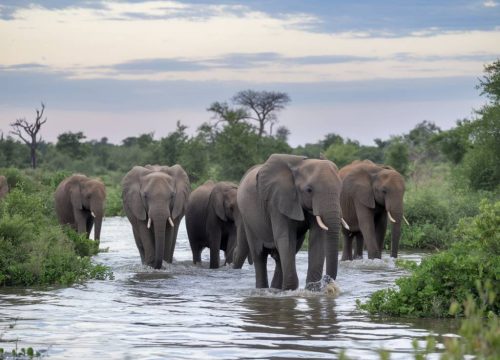 Observer les éléphants au Botswana : parcs, saisons et conseils