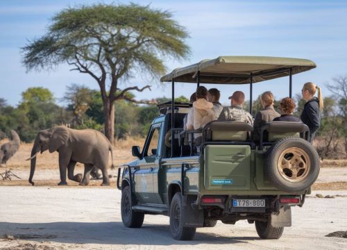 Safari photo au Botswana : conseils pour réussir vos clichés de la faune