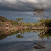 **Balise Title :** Les trésors de la biodiversité : espèces endémiques du Botswana --- ## Les espèces endémiques du Botswana : trésors cachés de la biodiversité locale Le Botswana est un véritable sanctuaire pour la faune et la flore africaines. Ce pays préservé abrite une multitude d'espèces endémiques qui témoignent de la richesse de sa biodiversité. Entre vastes étendues sauvages, lagunes et plaines inondées, la nature y façonne un écosystème unique, captivant les amoureux de la vie sauvage. ### Un refuge préservé pour la biodiversité Du delta de l'Okavango aux étendues arides du Kalahari, le Botswana révèle une mosaïque d'habitats qui favorisent l'adaptation et l'évolution d'espèces uniques. Parmi les mammifères endémiques les plus emblématiques, on retrouve l'antilope sable, parfaitement adaptée à la vie semi-aride. Les reptiles, comme le gecko du désert du Kalahari, évoluent aussi dans ces environnements extrêmes, développant des stratégies de survie fascinantes. ### Des oiseaux et plantes rares à découvrir Les amateurs d’ornithologie seront émerveillés par le francolin à lèvres rouges, un oiseau discret typique des savanes botswanaises. Du côté de la flore, le Botswana abrite des espèces végétales endémiques qui jouent un rôle essentiel dans l'équilibre des écosystèmes locaux, comme l’acacia erioloba, indispensable à de nombreux herbivores du désert. ### Explorer ces trésors naturels au cœur du Botswana Découvrir ces merveilles lors d’un [safari au Botswana](https://www.horspistes-afrique-australe.com/botswana/) est une expérience hors du commun. Accompagné d’un guide expert ou en autotour, chaque marche et chaque traversée en 4x4 offrent une occasion unique d’observer ces espèces dans leur milieu naturel, loin des sentiers battus. Le Botswana reste une destination incontournable pour les passionnés de faune et de conservation. En choisissant un voyage sur mesure, vous participez à la préservation de cet écosystème fragile tout en vivant une aventure authentique et inoubliable.