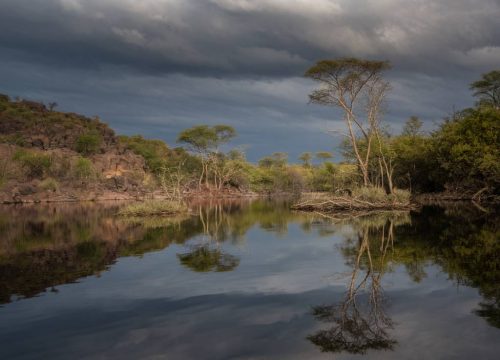 Les trésors de la biodiversité : espèces endémiques du Botswana