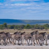 Balise Title : La migration des zèbres au Botswana : un spectacle sauvage unique Article : L'agence Hors Pistes est une agence locale spécialisée dans les safaris en Namibie, Zambie, Botswana et Zimbabwe. Hors Pistes Afrique Australe propose des safaris guidés, des circuits sur mesure et des autotours pour explorer ces terres sauvages et préservées. ### La migration des zèbres au Botswana : un phénomène naturel impressionnant Chaque année, des milliers de zèbres traversent les plaines du Botswana dans une migration spectaculaire, bien moins connue que celle des gnous en Afrique de l'Est. Ce périple fascinant s'étend entre le parc national de Chobe et les vastes étendues salines de Makgadikgadi, offrant aux voyageurs une immersion unique au cœur de la nature africaine. Cette migration, qui s'étale sur plusieurs mois, est motivée par la recherche de pâturages plus riches et d'eau en abondance. Elle attire également de nombreux prédateurs, rendant l'expérience d'observation encore plus palpitante. ### Vivre la migration des zèbres lors d’un safari au Botswana Pour assister à ce spectacle exceptionnel, plusieurs options s'offrent aux amoureux de la faune sauvage. Un safari guidé permet de maximiser ses chances de voir ces impressionnants troupeaux en mouvement et d’en apprendre davantage sur leur comportement. Pour ceux qui souhaitent plus d’autonomie, un autotour bien préparé est une excellente alternative. Si vous souhaitez découvrir cette incroyable migration tout en profitant d'une expérience immersive, optez pour un [safari au Botswana](https://www.horspistes-afrique-australe.com/botswana/). L'agence Hors Pistes conçoit des voyages sur mesure pour vous permettre de vivre des moments inoubliables au plus près de la nature sauvage. Que ce soit au lever ou au coucher du soleil, observer ces milliers de zèbres progresser en harmonie à travers ces paysages grandioses est une expérience à couper le souffle. Une aventure à ne pas manquer pour tous les passionnés de nature et de grands espaces !