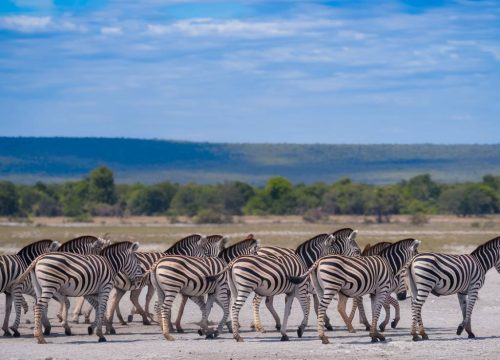 La migration des zèbres au Botswana : un spectacle sauvage unique