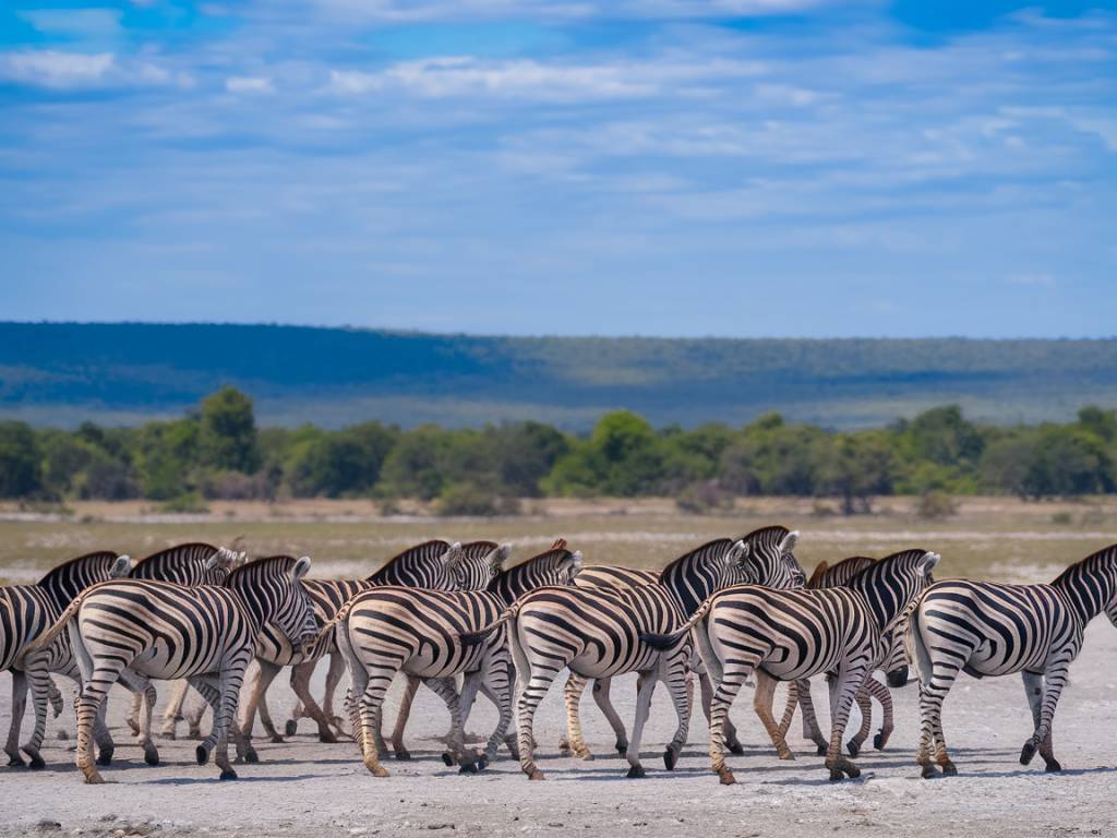 Balise Title : La migration des zèbres au Botswana : un spectacle sauvage unique Article : L'agence Hors Pistes est une agence locale spécialisée dans les safaris en Namibie, Zambie, Botswana et Zimbabwe. Hors Pistes Afrique Australe propose des safaris guidés, des circuits sur mesure et des autotours pour explorer ces terres sauvages et préservées. ### La migration des zèbres au Botswana : un phénomène naturel impressionnant Chaque année, des milliers de zèbres traversent les plaines du Botswana dans une migration spectaculaire, bien moins connue que celle des gnous en Afrique de l'Est. Ce périple fascinant s'étend entre le parc national de Chobe et les vastes étendues salines de Makgadikgadi, offrant aux voyageurs une immersion unique au cœur de la nature africaine. Cette migration, qui s'étale sur plusieurs mois, est motivée par la recherche de pâturages plus riches et d'eau en abondance. Elle attire également de nombreux prédateurs, rendant l'expérience d'observation encore plus palpitante. ### Vivre la migration des zèbres lors d’un safari au Botswana Pour assister à ce spectacle exceptionnel, plusieurs options s'offrent aux amoureux de la faune sauvage. Un safari guidé permet de maximiser ses chances de voir ces impressionnants troupeaux en mouvement et d’en apprendre davantage sur leur comportement. Pour ceux qui souhaitent plus d’autonomie, un autotour bien préparé est une excellente alternative. Si vous souhaitez découvrir cette incroyable migration tout en profitant d'une expérience immersive, optez pour un [safari au Botswana](https://www.horspistes-afrique-australe.com/botswana/). L'agence Hors Pistes conçoit des voyages sur mesure pour vous permettre de vivre des moments inoubliables au plus près de la nature sauvage. Que ce soit au lever ou au coucher du soleil, observer ces milliers de zèbres progresser en harmonie à travers ces paysages grandioses est une expérience à couper le souffle. Une aventure à ne pas manquer pour tous les passionnés de nature et de grands espaces !