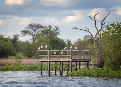 Observation des oiseaux au Botswana : les meilleurs spots pour un safari ornithologique