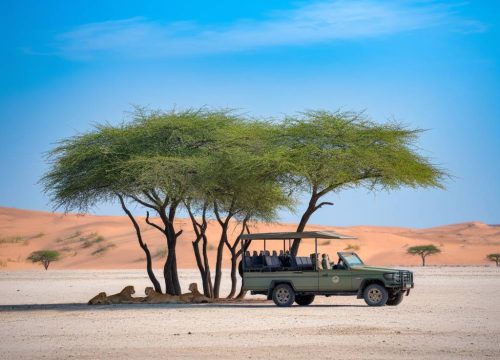 À la rencontre des lions du Kalahari
