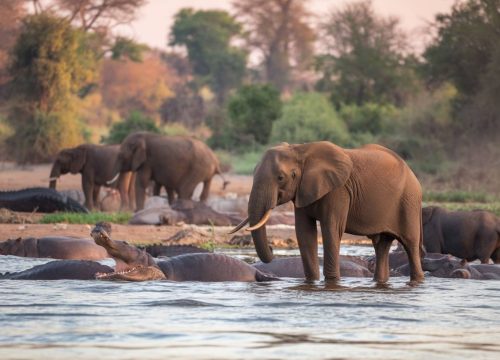 Balise Title : Croisière sur la rivière Chobe : safari au Botswana et sa faune