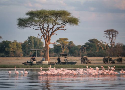 Top 10 des activités incontournables à faire au Botswana pour les aventuriers