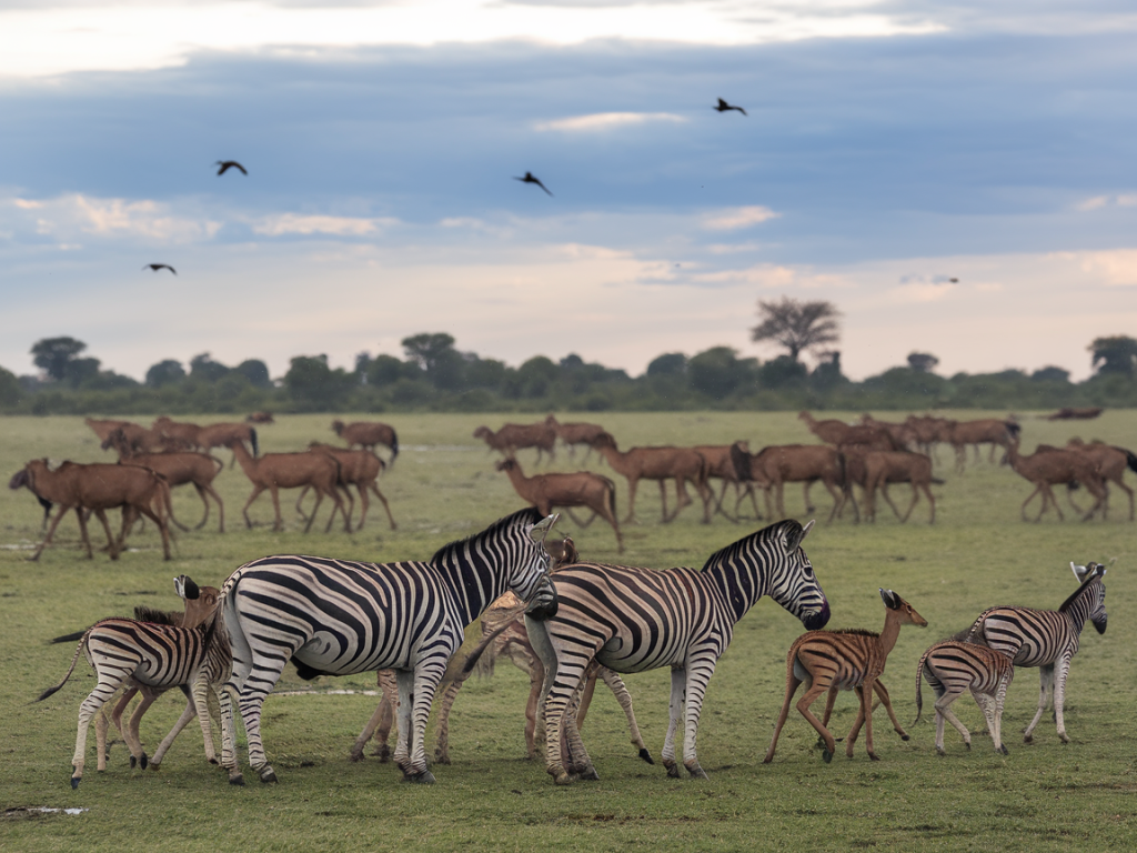 Une faune spectaculaire : naissances et migrations animales