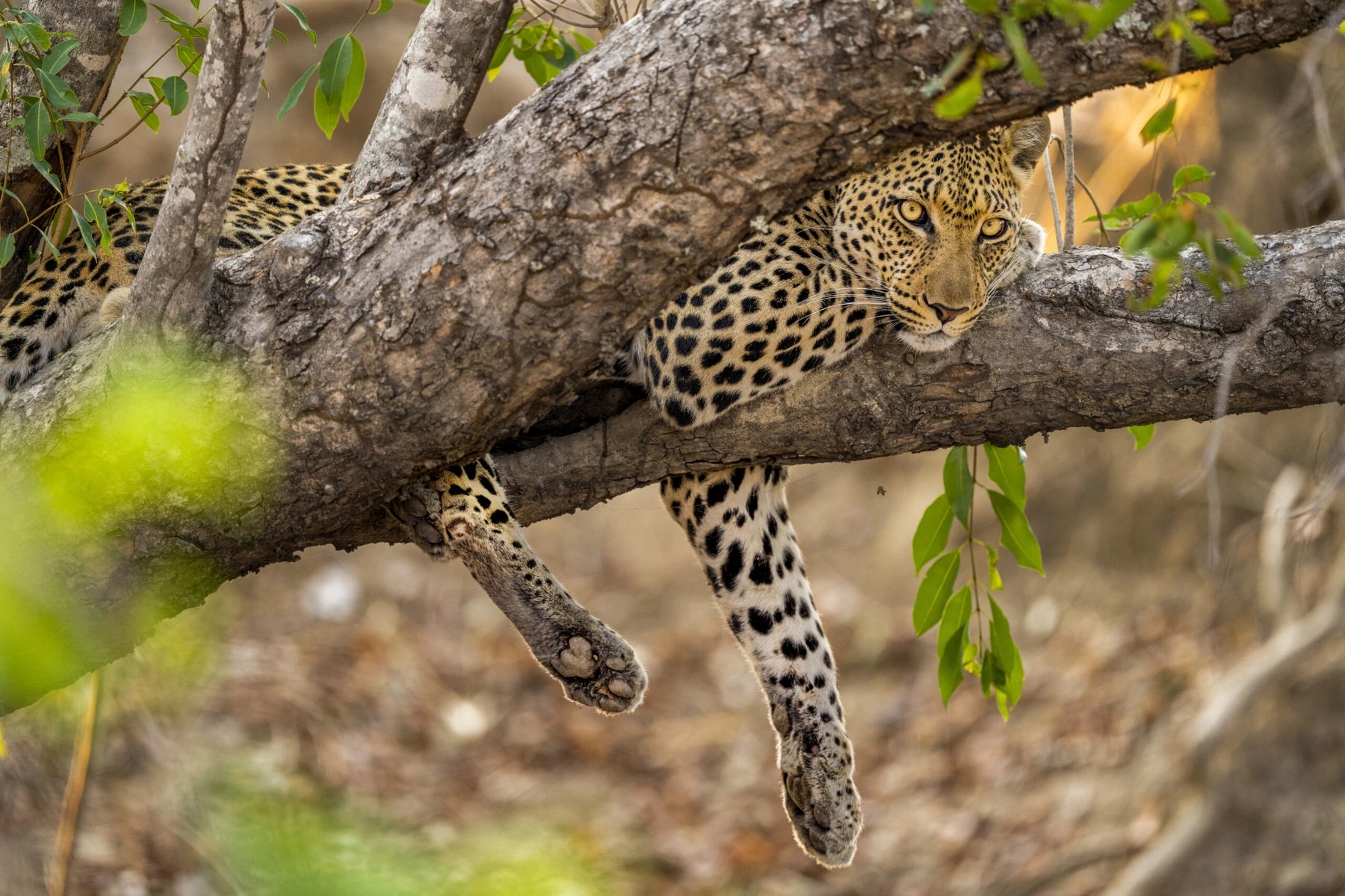 Leopard Kafue