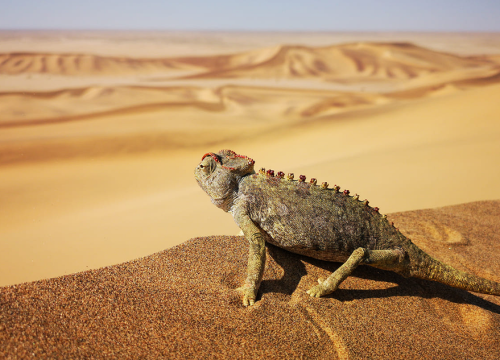 Safari en Namibie