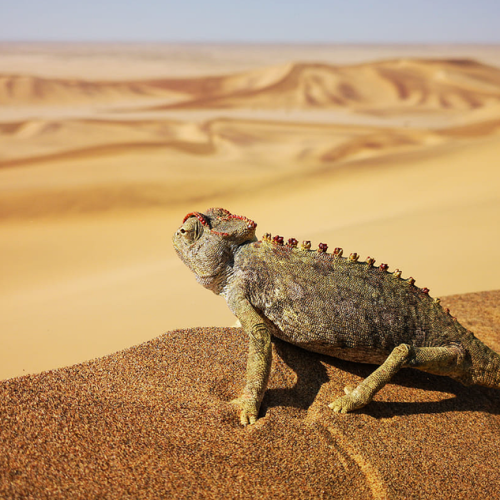 Safari en Namibie
