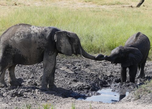 Eléphants Rivière Chobe