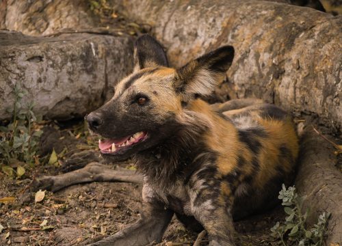 Lycaon Parc National Chobe
