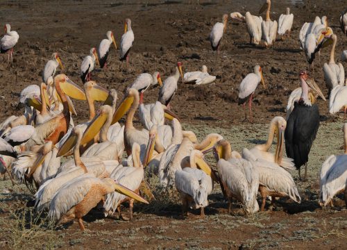 Pelicans et marabout South Luangwa