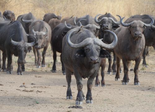 Buffles South Luangwa