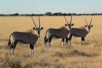 Central Kalahari Game Reserve