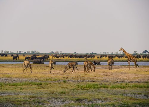 Chobe National Park