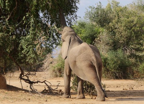 Eléphant Lower Zambezi