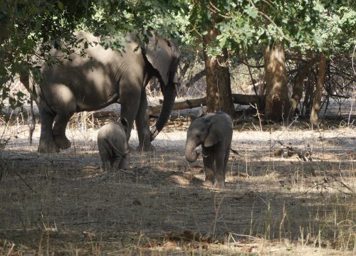 Eléphants Lower Zambezi