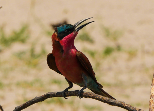 Guêpier carmin Chobe