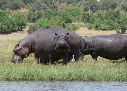 Hippopotame Parc National Chobe