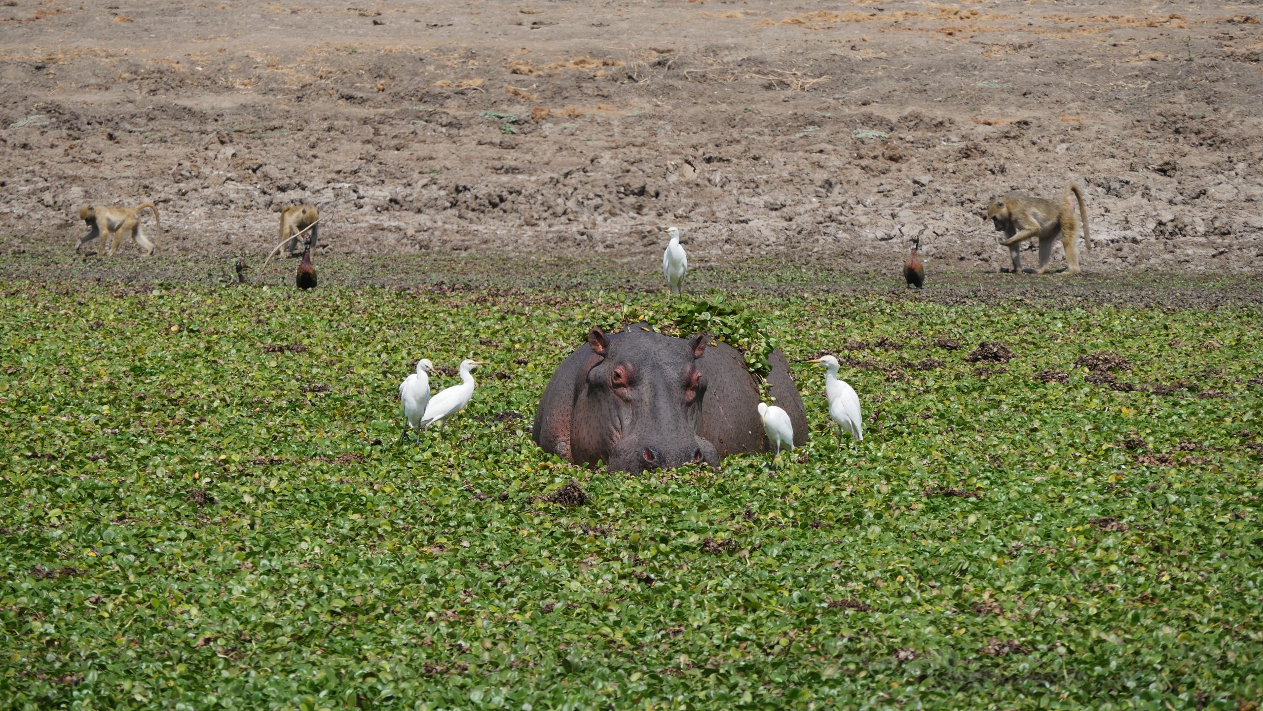 Lower Zambezi National Park