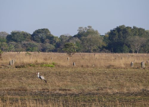 Kafue National Park