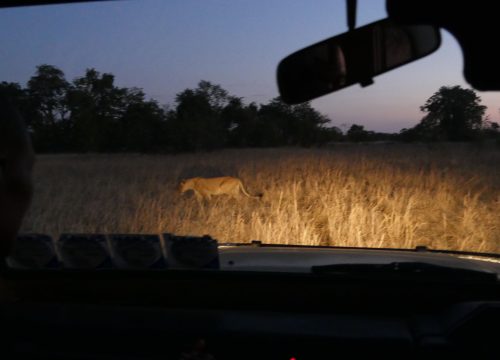 Safari nocturne Kafue National Park