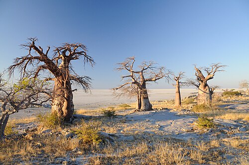 Désert du Kalahari