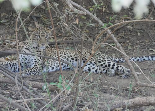Léopard Lower Zambezi