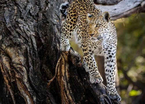 Léopard Moremi Game Reserve