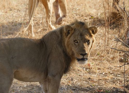 Lion South Luangwa