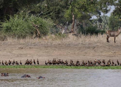 Lower Zambezi National Park