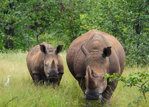 Rhinocéros blancs Mosi oa Tunya