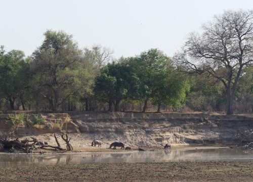 South Luangwa National Park