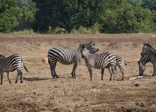 Zèbres Lower Zambezi